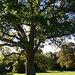 wunderschöner Baum in Newcastle