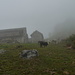 Alpe Briga (comincia la nebbia)