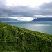 Des rangées de  vignes dirigent le regard vers le lac et la vallée du Rhône