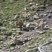 Gämse (Rupicapra rupicapra) und Alpensteinbock (Capra ibex)
