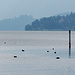 Der Zugersee von Cham aus gesehen Richtung Risch.