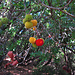 Westlicher Erdbeerbaum, Arbutus unedo, Corbezzolo: Uno spuntino accanto al sentiero, molto delizioso! / Fruchtschnitte am Weg, sehr lecker:-)