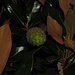 Frucht der Immergrünen Magnolie, Magnolia grandiflora, frutto