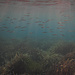 Pesciolini sott`acqua / Fischschwarm unter Wasser