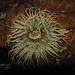 La bocca dell`anemone / der Mund der Seeanemone