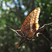 Giasone nel controluce, Charaxes jasius..per me, oltre al Macaone, la farfalla più bella che ho visto sull`Elba / Erdbeerbaumfalter im Gegenlicht. Neben dem Schwalbenschwanz ist er für mich der schönste Schmetterling, den ich auf Elba gesehen habe.
