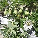 <b>Passiflora caerulea.</b>