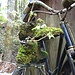 Kaum noch zu erkennen: Da hat jemand seine Wanderschuhe (Bildmitte) an das alte Rad gehängt und bepflanzt