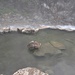 Ein Becken staut einen Teil des Quellwassers. Die Makaken nehmen zuerst einen Schluck, bevor sie baden.