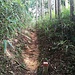 Die Wege in den Wäldern sind häufig von viel Bambus gesäumt. Der Unterhalt der Pilgerwege ist angesichts der üppigen Vegetation tipptopp.