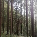 Japanische Waldstimmung (I) im Koyamaki-Forest.
