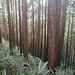 Japanische Waldstimmung (II) im Koyamaki-Forest.