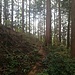 Japanische Waldstimmung (III) im Koyamaki-Forest.