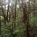 Japanische Waldstimmung (IV) im Koyamaki-Forest.