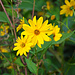Herbstblüte