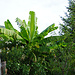 Bananenstaude im Sarntal
