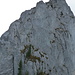 Blick zurück zur düsteren NE-Wand des Oefenspitzen NE-Gipfels: links der obersten Tanne die 2. Abseilstelle