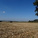 Abgeernteter Mais bei Gilching mit Blick Richtung Nordwest