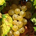 Auf Ischia werden gute Weine produziert.