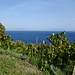 Weinanbau im Südosten von Ischia