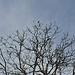 Ein bunter Vogel ruht sich im kahlen Baum aus.