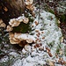 Stilleben mit Pilzen, Moos und erstem Schnee;
am Stamm: Leuchtende Weichporlinge (Dank an Max)