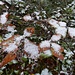 körniger Schnee auf dürren Buchenblättern