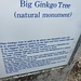 Seit 1926 ist der Gingko ein "national monument".