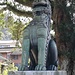 Wächterfigur beim alten Gingko. Wächterfiguren (Löwe oder Hund) finden sich häufig bei Tempelanlagen in Japan, wobei die eine mit offenem, die andere mit geschlossenem Mund dargestellt wird.