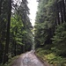 Aufstieg im Wald, hier noch eher als Fahrstrasse zu bezeichnen