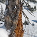 Baum im Schnee II