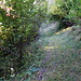 weiter durch den Wald