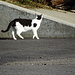 sie hat nur Augen für den dicken Kater, der kurze Zeit später hier runterkam, die Katze aber ignorierte