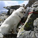Cristallina, auf dem Gipfel, vermutlich die ersten pyrenäischen Berghunde, die diesen Berg bestiegen haben (Eintrag Guinness Book of Records pending!).