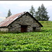 <b>Greenhouse! </b>(Piano di Pescia).