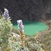Fiori di montagna e un lago color smeraldo