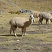 Ecco l'alpaca, un cammello in miniatura e con pelliccia
