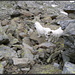 Unterhalb NE-Grat Pizzo della Sassada; meine Hunde suchen einen vernünftigen Weg in dieser mitunter steilen Felsenlandschaft.