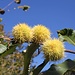 <b>I castagni scaricano in continuazione delle castagne, piccole ma sanissime: oggi ne ho viste a quintali. È difficile resistere alla tentazione di raccoglierle; mi riservo di prenderne un sacchetto durante il ritorno. </b>