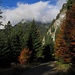 Ruhiger Weg mit schönen Herbstfarben / sentiero silenzioso con bei colori d`autunno<br /><br />(Heinz Pic)