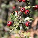 <b>Biancospino comune (Crataegus monogyna).</b>