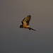 Turmfalke (Falco tinnunculus) ♂ im Flug / in volo