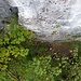 Krasser Pfad (7-) bietet oben schönen Fels mit anregender Kletterei.