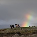 Typisch Island, Regen + Bogen + Pferde.