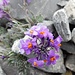 in unmittelbarer Nähe hübsche Alpenblumen