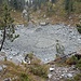 verlandetes Seelein im Arviwald
