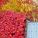 colori d'autunno a Brunate
