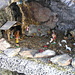 in vetta c'è un altro presepe