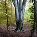 Im Wald Sbrussighera im Südhang des Monte Boglia präsentieren sich die herrlichsten Wuchsformen von kräftigen Buchen