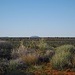 Spinifex, l'erba più diffusa in Australia. Quello sullo sfondo non è Uluru ma è un rilievo a sud dell'area panoramica, mentre Uluru sta ad est.